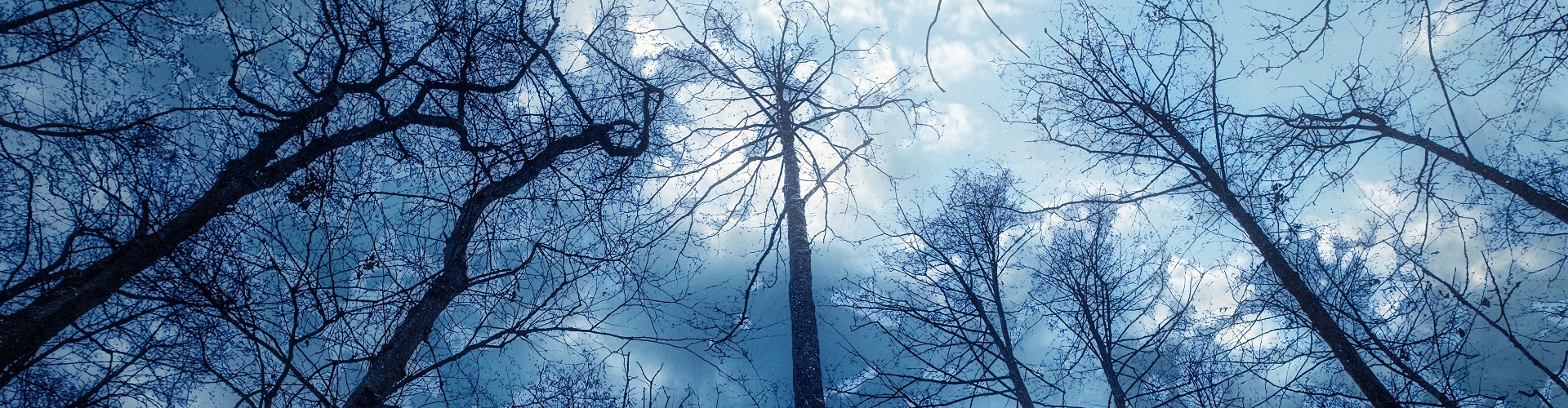 Looking up at icy treetops against sky